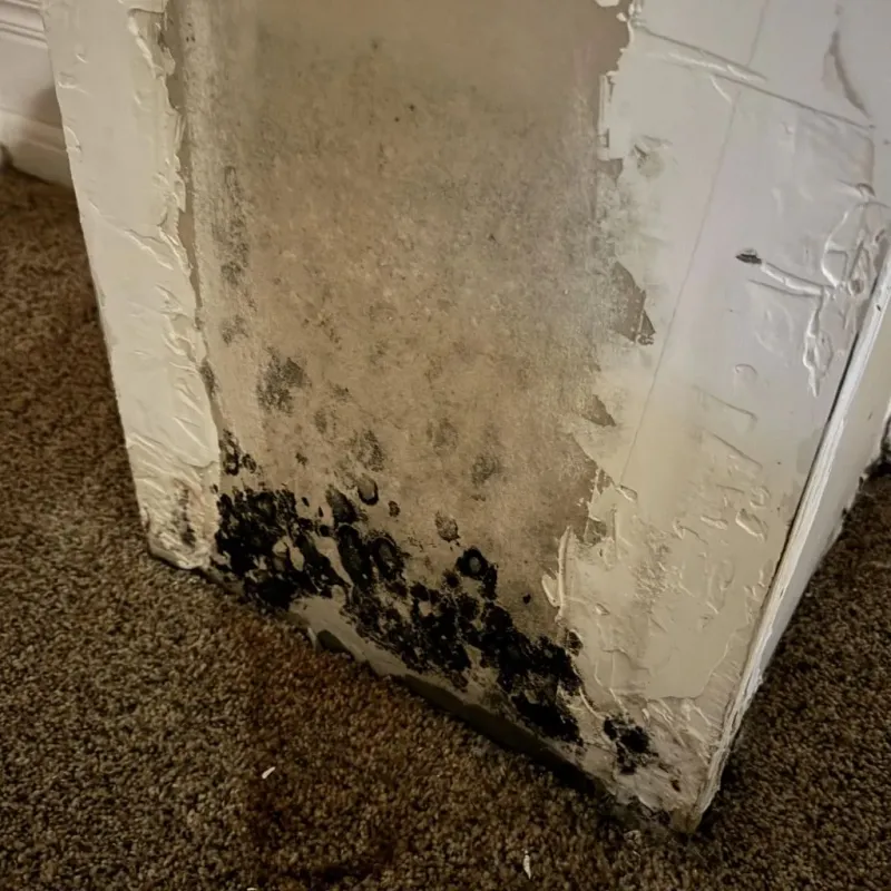 Professional Mold Removal in Nurillo, TX